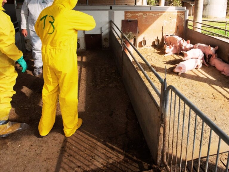 PTAR para Granjas Porcícolas: Tecnología, Normativas y Beneficios para una Producción Sustentable